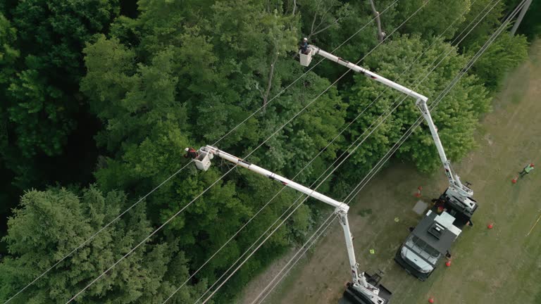 How Our Tree Care Process Works  in  Grottoes, VA